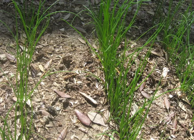 Cây nén đuổi rắn