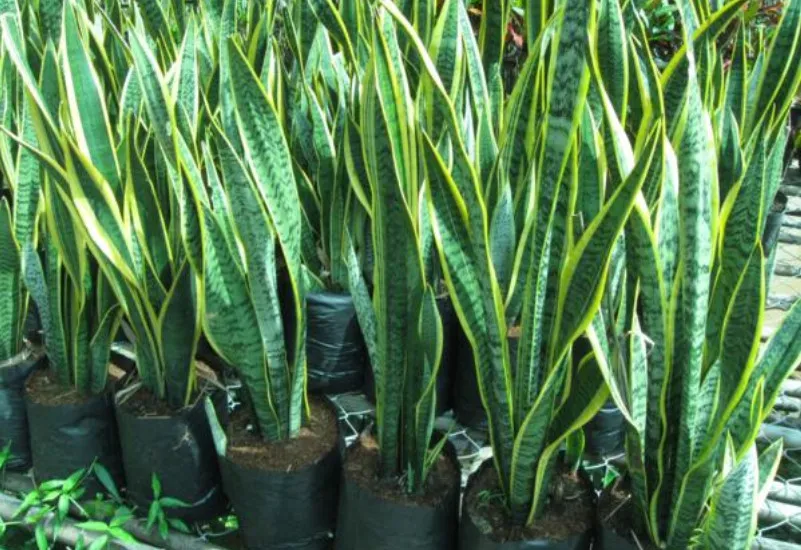 Cây lưỡi hổ đuổi rắn