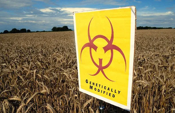 Cỏ dại kháng thuốc xâm chiếm cánh đồng ngô biến đổi gen ở Mỹ