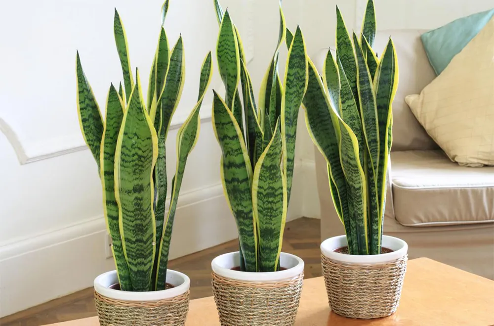 Cây lưỡi hổ trồng trong chậu cảnh thích hợp không gian trong nhà