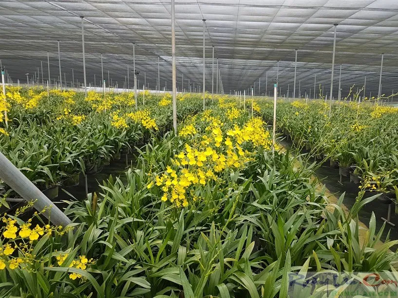 Vườn lan thương mại sử dụng phân bón đầu trâu cho sản xuất hoa cắt cành