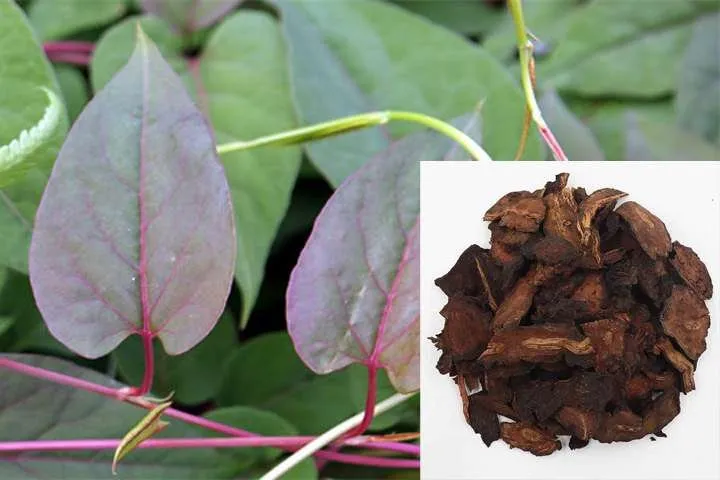 (Tổng hợp) Hướng dẫn kỹ thuật trồng cây hà thủ ô đỏ