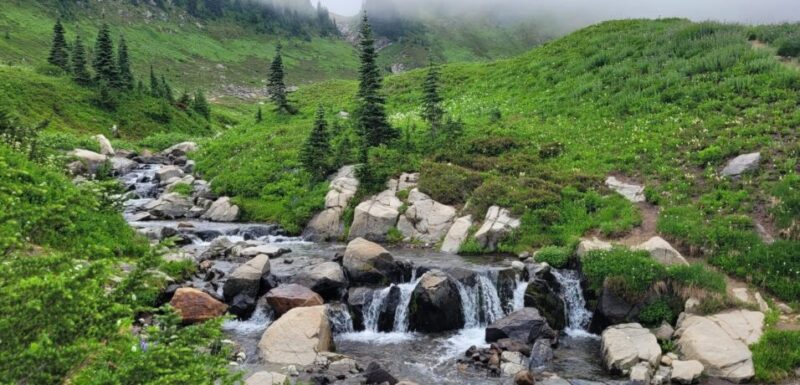 Các Loại Cây Xanh Trồng Trong Nhà: Mang Thiên Nhiên Vào Tổ Ấm Dễ Dàng