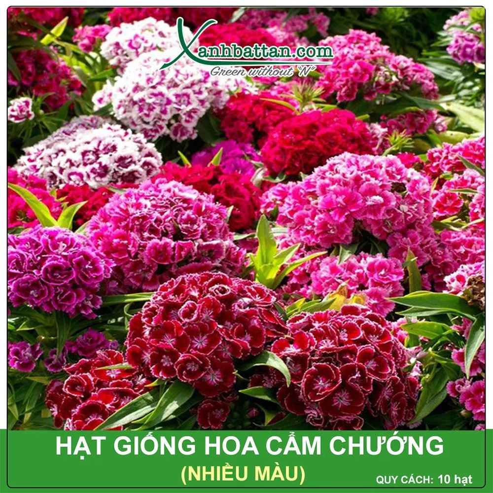 Hạt giống hoa cẩm chướng F1 chất lượng cao