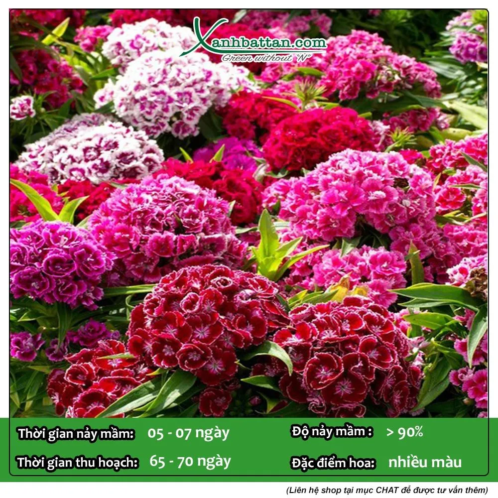 Hạt giống nảy mầm đều, cây con sinh trưởng khỏe mạnh