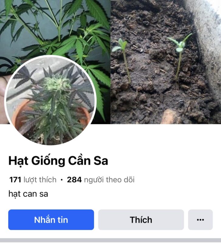 Hướng Dẫn Chi Tiết Cách Ươm Hạt Cần Sa Thành Công