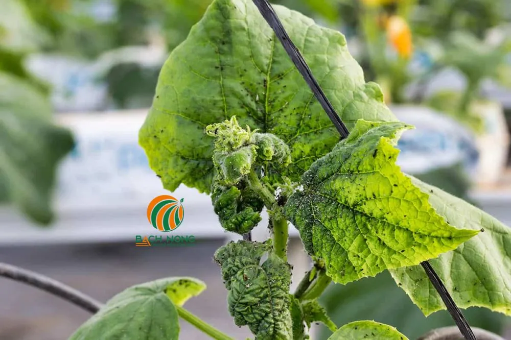 Bọ trĩ gây hại làm xoắn lá dưa leo