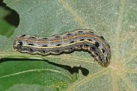 Sâu khoang ăn lá và quả non dưa leo