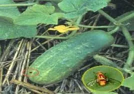 Ruồi đục quả dưa leo và dấu vết chích hút