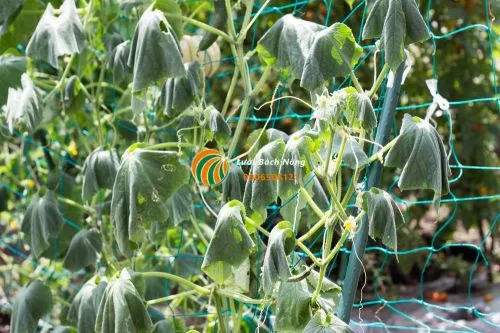 Cây dưa leo bị héo xanh đột ngột do nấm đất