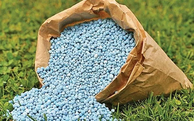 Xuất khẩu gạo tăng mạnh, tạo nhu tiêu thụ phân bón tăng theo