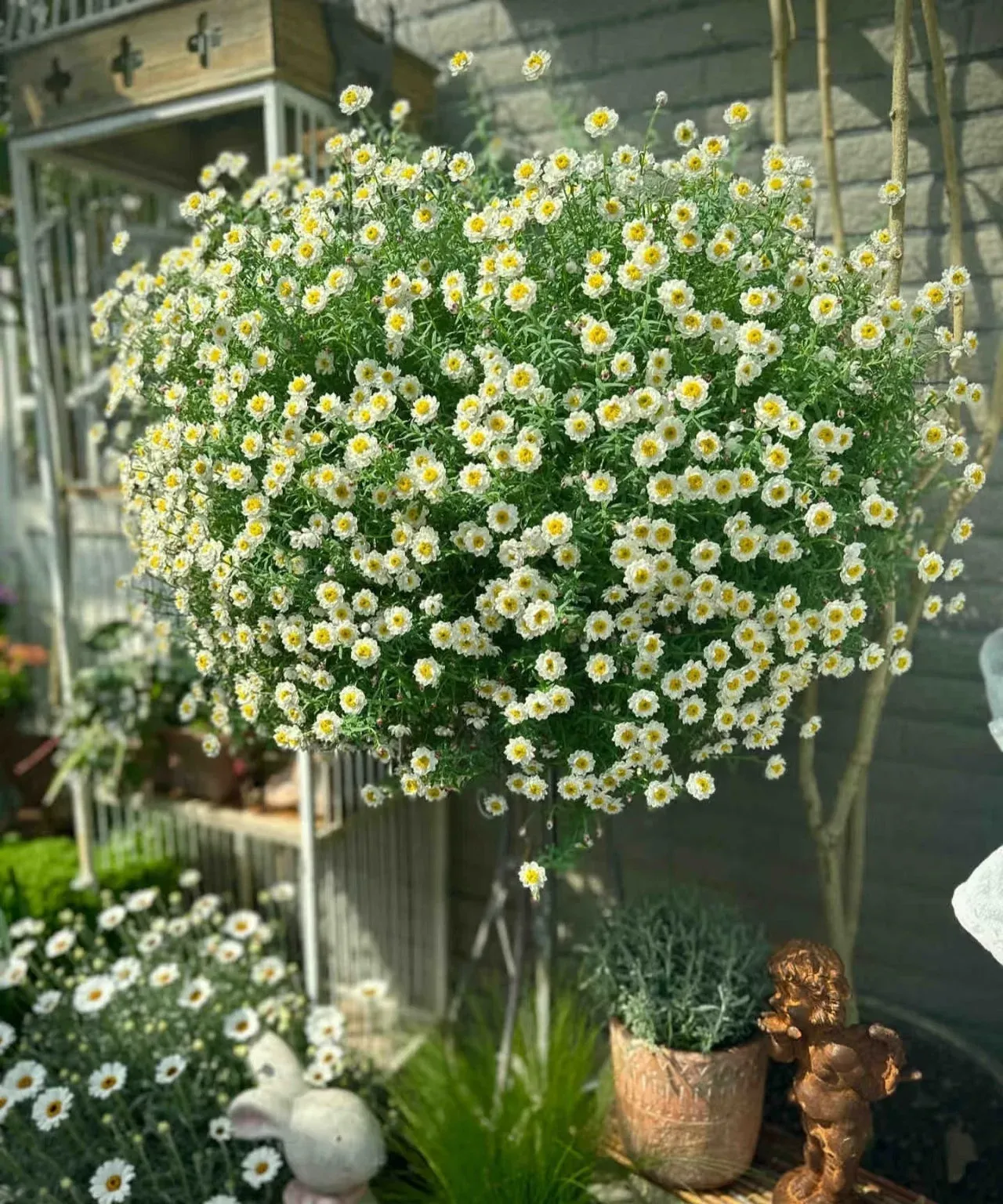 Hoa cúc vàng mang lại sự tươi mới và hỗ trợ giải độc không khí