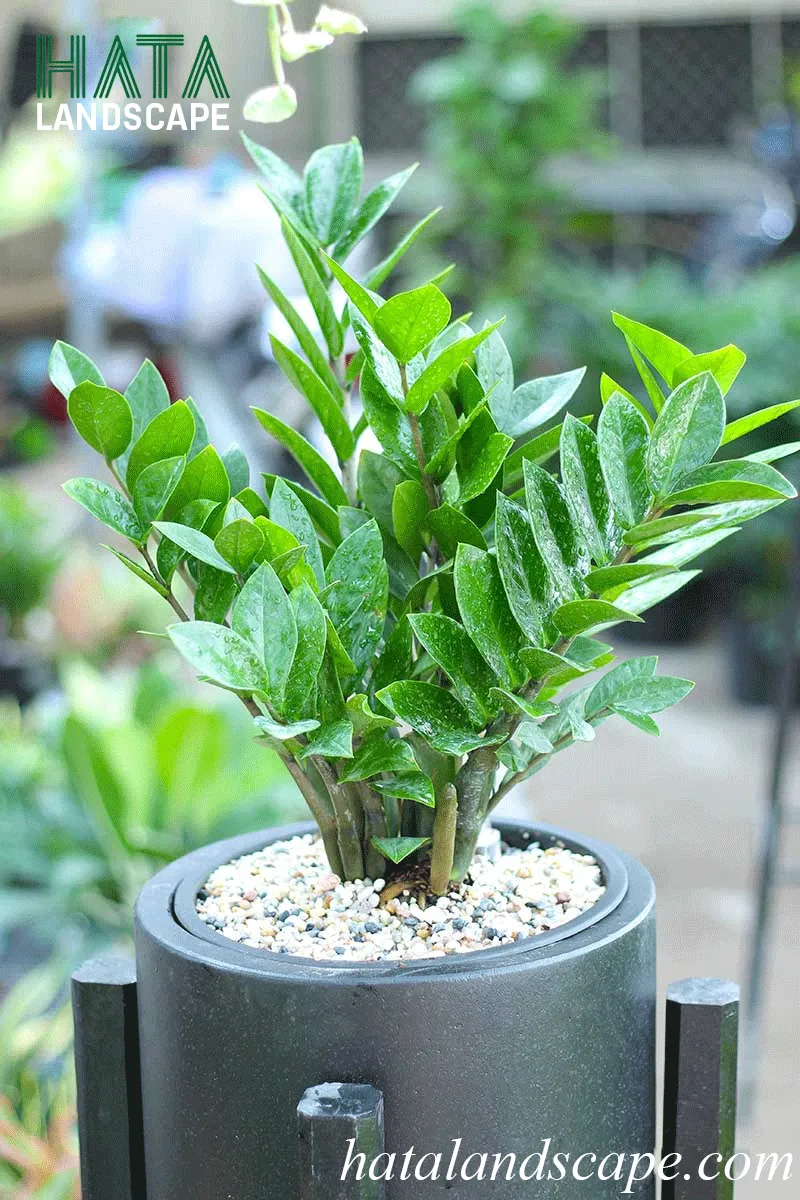 Cây kim tiền lộc được chăm sóc đúng cách