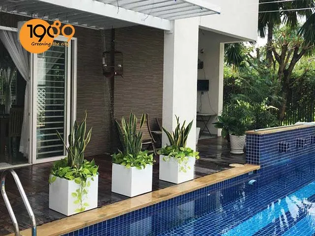 chậu xi măng đá mài hình vuông màu trắng