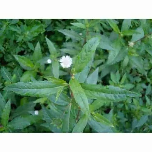 Hạt Giống Cây Nhọ Nồi