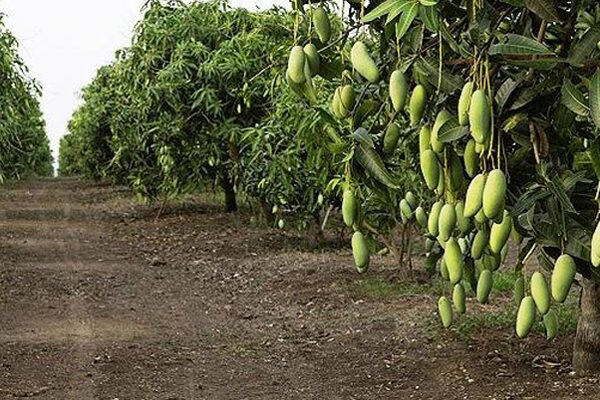 Kỹ Thuật Quy Hoạch Một Khu Vườn Trồng Cây Ăn Quả Hiệu Quả