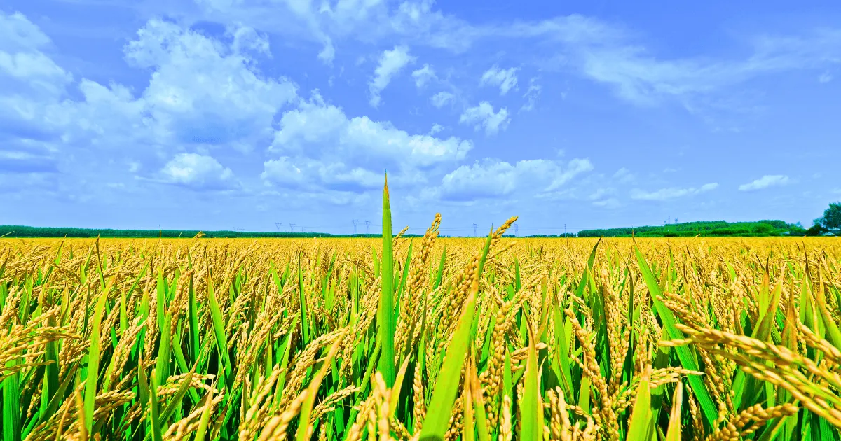 Kali là thành phần thiết yếu trong dinh dưỡng đa lượng của cây trồng