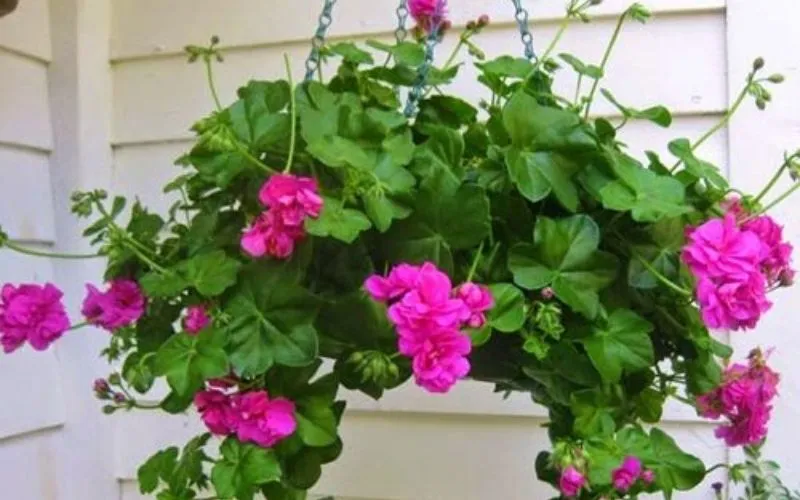 Cây hoa phong lá»¯