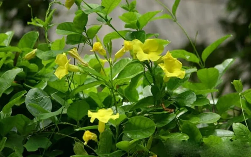 Cây hoa hoÃ ng tháº£o