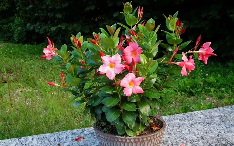 Cây hoa há»“ng anh