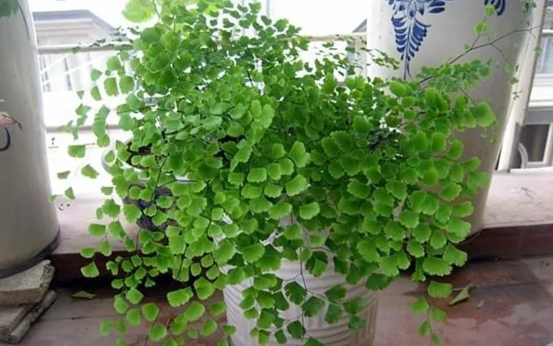 Cây tÃ³c tháº§n vá»‡ ná»¯