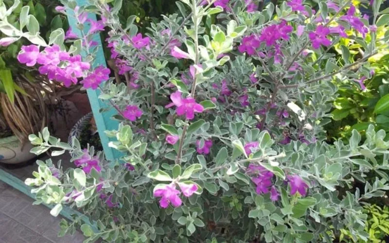 Cây tuyết sơn phi hồng