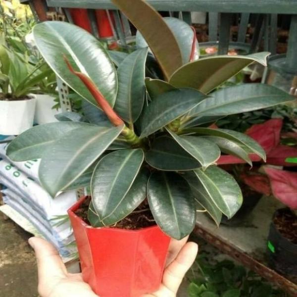 10 Loại Cây Phong Thủy Nên Trồng Trong Nhà Để Thu Hút May Mắn Và Thịnh Vượng