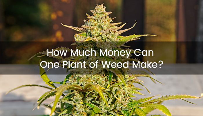 Cây Đa Búp Đỏ Có Hoa Không: Giải Đáp Chi Tiết Từ Chuyên Gia