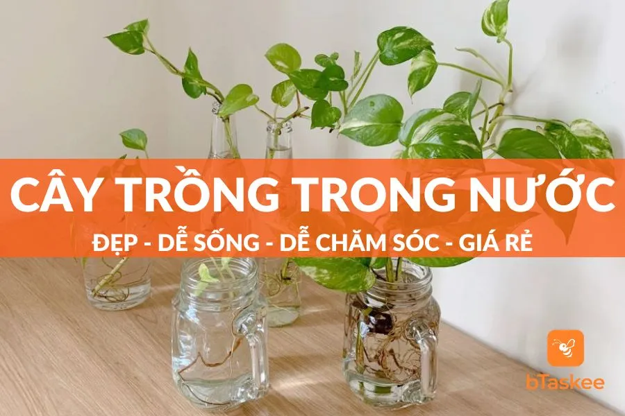 27 loại cây trồng trong nước