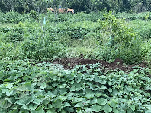 Cánh đồng khoai lang phục hồi xanh tốt sau khi kiểm soát được sâu bệnh