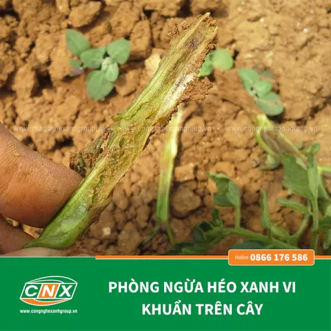 Cơ chế sinh học bảo vệ rễ cây khỏi sự tấn công của nấm bệnh