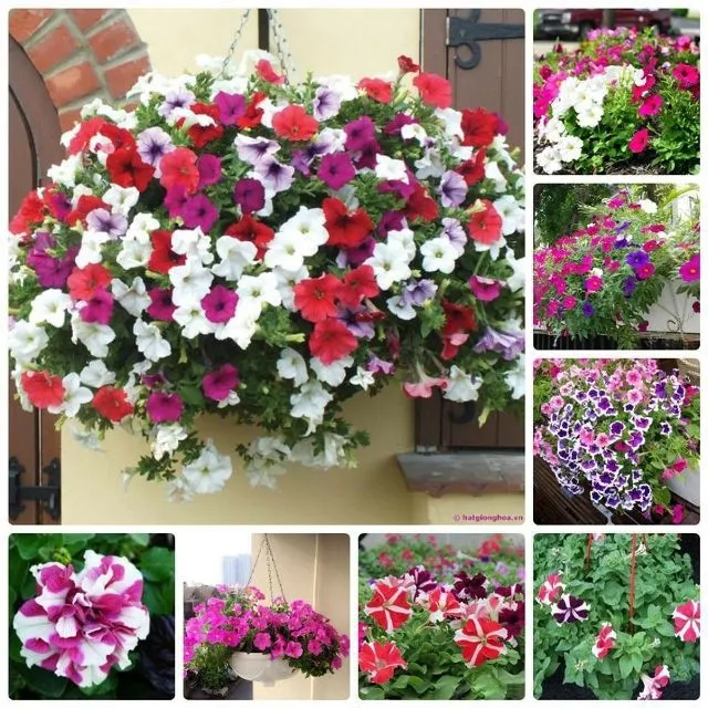 Trồng dạ yến thảo bằng cành