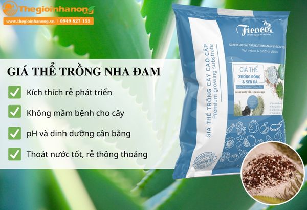 Cách Trồng Cây Nha Đam: Hướng Dẫn Chi Tiết Từ Chuyên Gia FICOCO