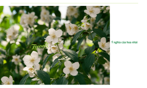 Cách trồng hoa nhài đơn giản, hoa ra nhiều