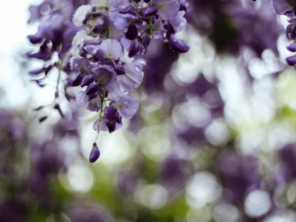 Những cây hoa có thể trồng trong nhà vào mùa đông - Ảnh 3.