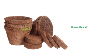 Có nên chuyển sang dùng chậu xơ dừa trồng cây? Lợi ích từ chậu xơ dừa