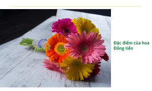 Hoa đồng tiền: Cách trồng, ý nghĩa cho gia đình