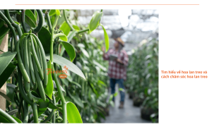 Cách chăm sóc hoa lan treo bền đẹp, đơn giản nhất