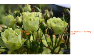 hoa-hong-xanh