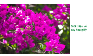 Quy cách trộn giá thể trồng hoa giấy đúng tỉ lệ