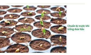 Cách trồng dưa hấu tại nhà đúng kỹ thuật chuyên gia nông nghiệp