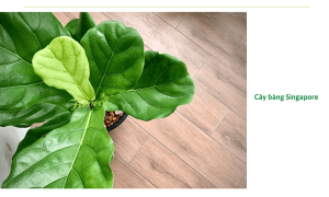 Cây bàng singapore bị cháy lá: Nguyên nhân và cách khắc phục