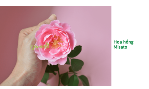 Top 10 giống hoa hồng Pháp phổ biến tại Việt Nam