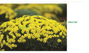 Trồng hoa tết: Top 5 loài hoa đẹp, dễ trồng tại nhà dịp tết 2023