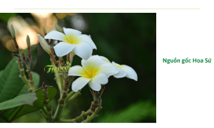 Trồng hoa sứ: Cách trồng, đặc điểm và ý nghĩa mang lại cho gia chủ