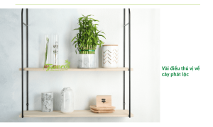 Cách trồng cây phát lộc và kỹ thuật chăm sóc chuẩn nông nghiệp