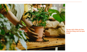 cach-cham-soc-hoa-hong-leo