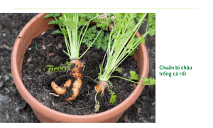 chuan-bi-chau-trong-ca-rot