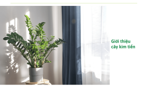 3 cách chăm sóc cây kim tiền trong nhà không bị vàng lá rất đơn giản