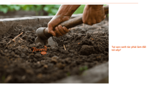 3 cách làm đất tơi xốp chuẩn nông nghiệp có thể bạn chưa biết